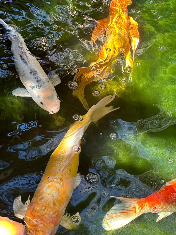 Koi fish swimming in a pond