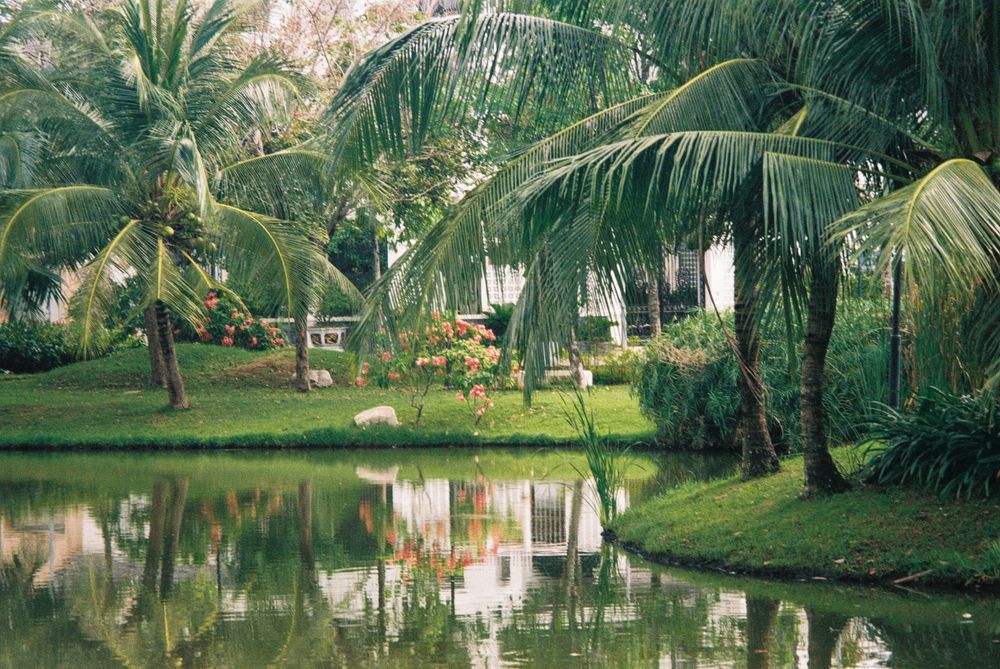 Tropical pond surrounded by palm trees